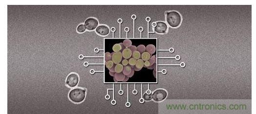 酵母菌(中)就像電子組件般的互連在一起，只不過這些細(xì)胞并非透過電線交流，而是經(jīng)由僅能以適當(dāng)接受器注入細(xì)胞的化學(xué)藥物進(jìn)行互動。