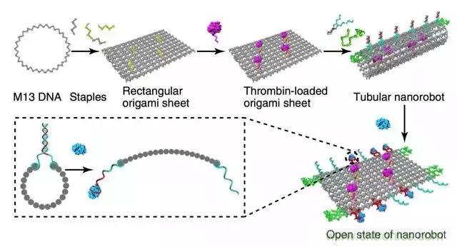 中美科學家聯(lián)手，用DNA納米機器人殺死癌細胞