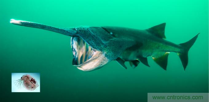 檢測不到信號，是加點噪聲？還是濾除噪聲？