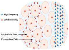  圖1.人體組織的電導率  因此，按照如上初步近似思路，模擬人體行為的電子電路可以建模如下：電阻Ri（細胞內電阻）與電容（細胞膜電容）串聯(lián)，二者與另一個電阻Re（細胞外電阻）并聯(lián)，如圖2所示2。人體的阻抗范圍在1 kHz左右的低頻時為10 kΩ至1 MΩ，在1 MHz左右的高頻時為1 kΩ至100 Ω。
